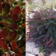 Berberis media Red jewel / Fényes levelű ékszerborbolya